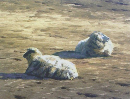 West Tisbury Sheep © Marjorie Mason